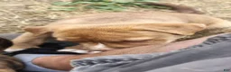 American Pit Bull Terrier dogs for sale: American Pit Bull Terrier 5 - Ad 3