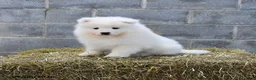 Samoyed dogs for sale: Nordica - Ad 3