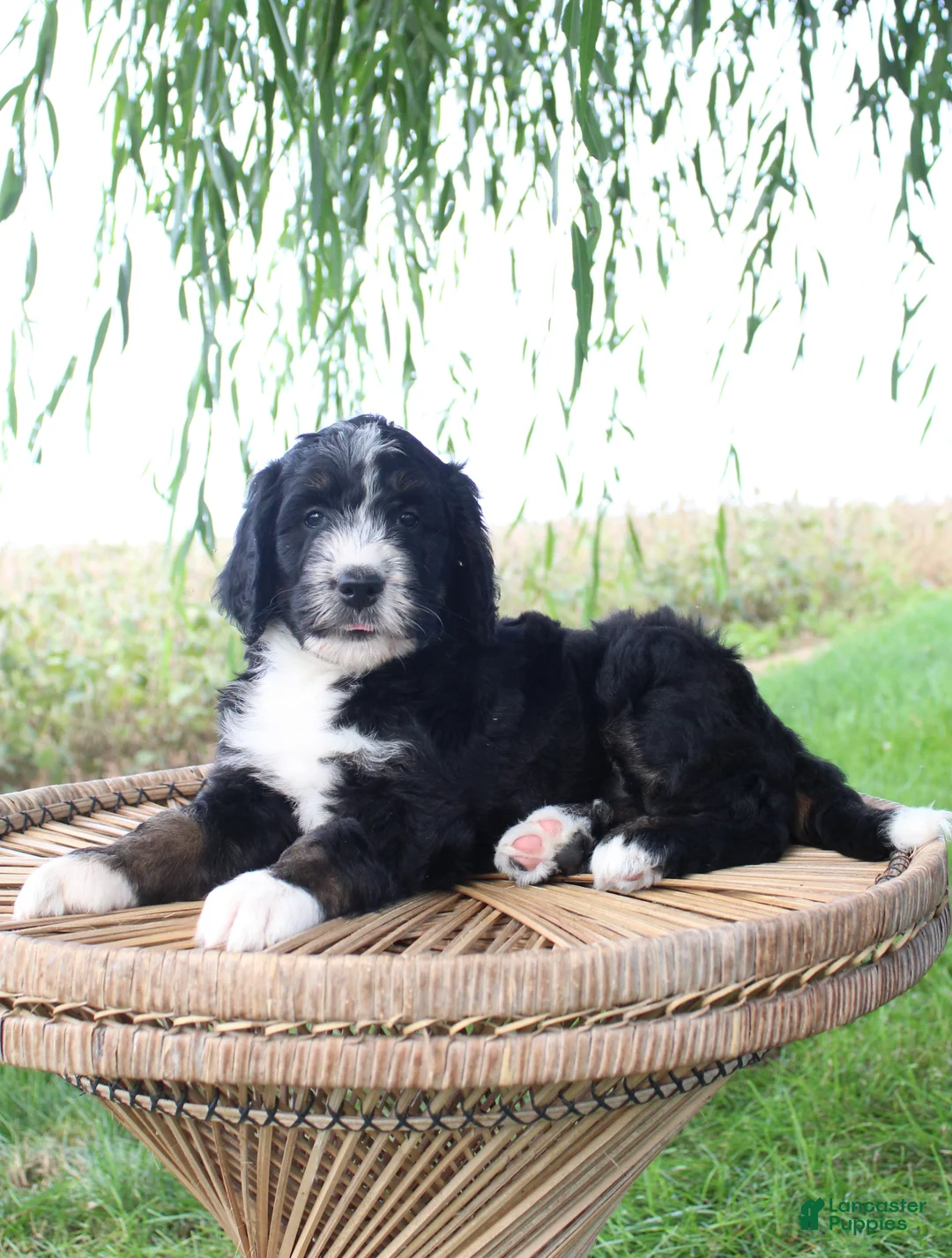Bernedoodle dogs for sale: Hazel - Ad 1