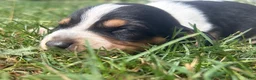 Beagle dogs for sale: Miss violet - Ad 1