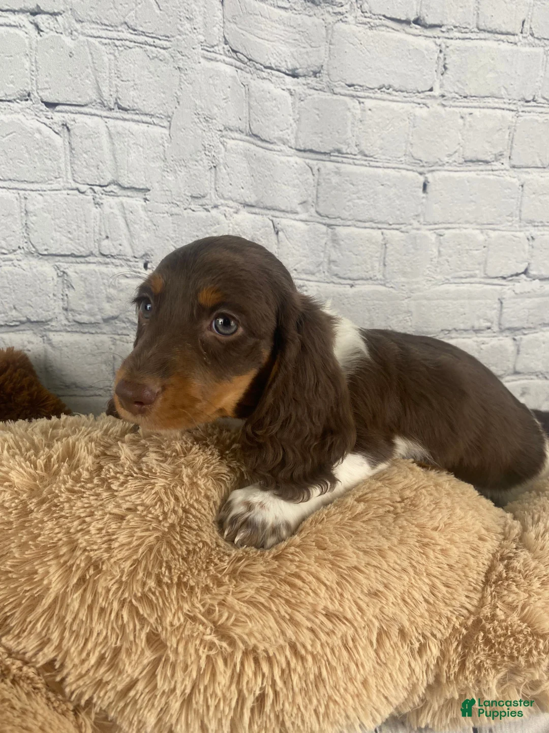 Miniature Dachshund dogs for sale: Chip - Ad 2