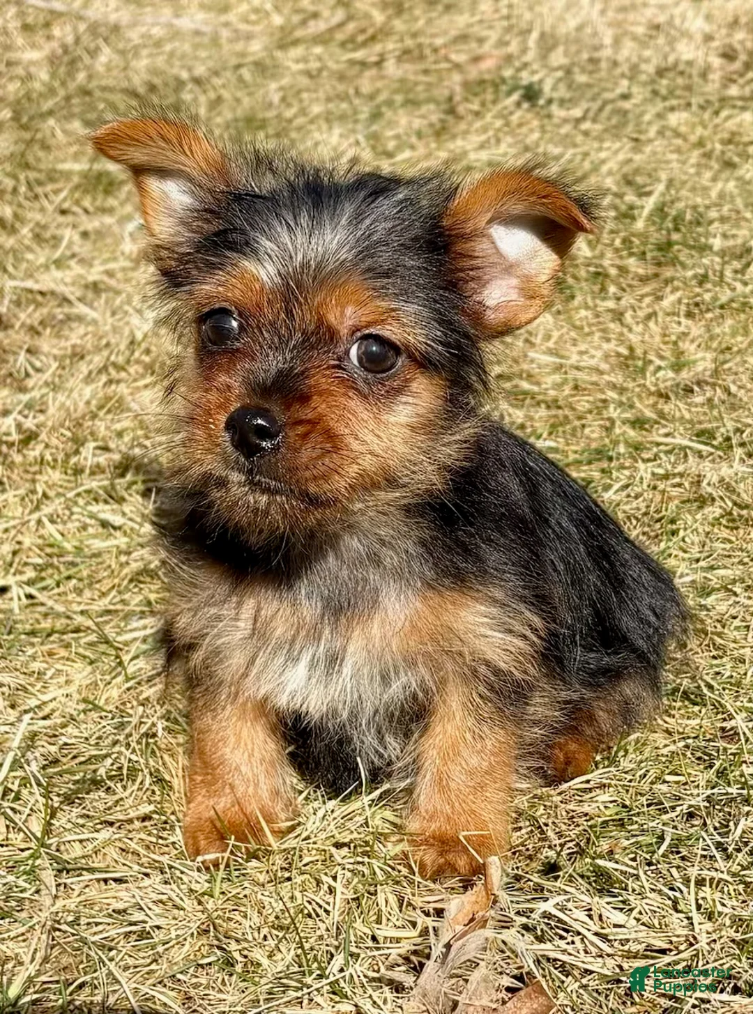Yorkshire Terrier dogs for sale: Yorkshire Terrier Puppy 2 - Ad 1