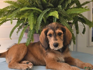 Goldador dogs - Ad 2