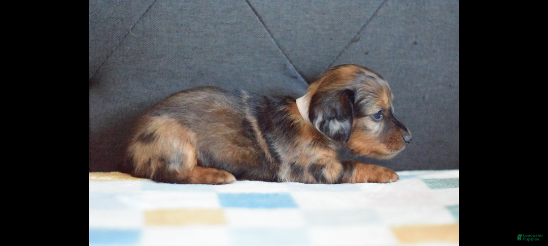 Miniature Dachshund dogs for sale: Miniature Dachshund Puppy 3 - Ad 5