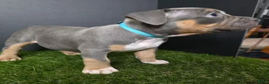 American Bully 7