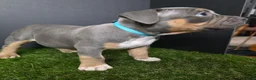American Bully dogs for sale: American Bully 7 - Ad 1