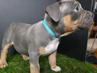 American Bully dogs American Bully 7 - Ad 34