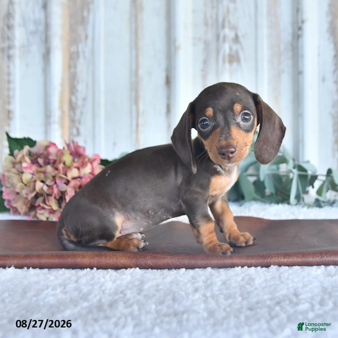 Miniature Dachshund dogs for sale: Mocha - Ad 3