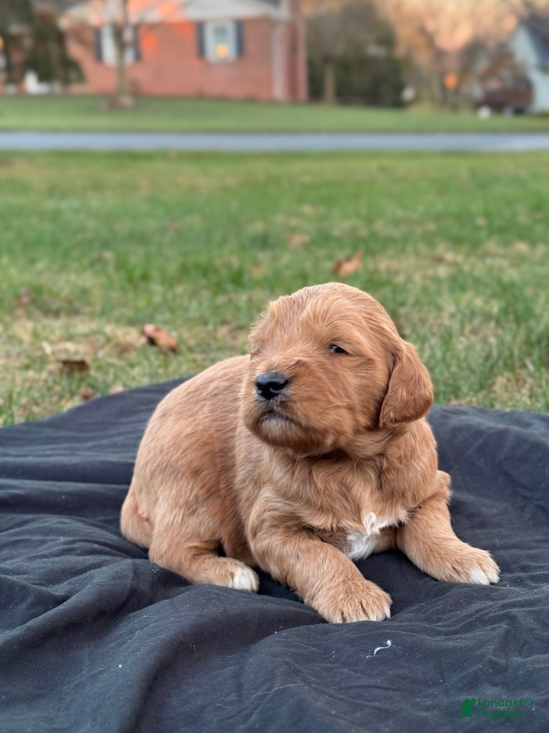 Mixed Breed dogs for sale: Hunter - Ad 2