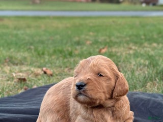 Mixed Breed dogs Hunter - Ad 13