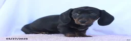 Miniature Dachshund dogs for sale: Sammy - Ad 4