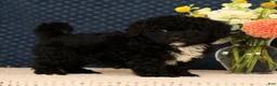 Mini Bernedoodle dogs for sale: Gina - Ad 7