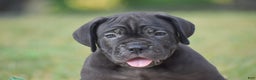 Cane Corso dogs for sale: Rebecca - Ad 3