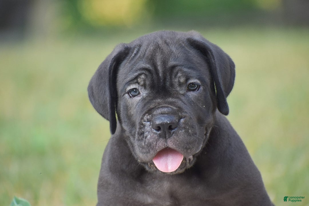 Cane Corso dogs for sale: Rebecca - Ad 3