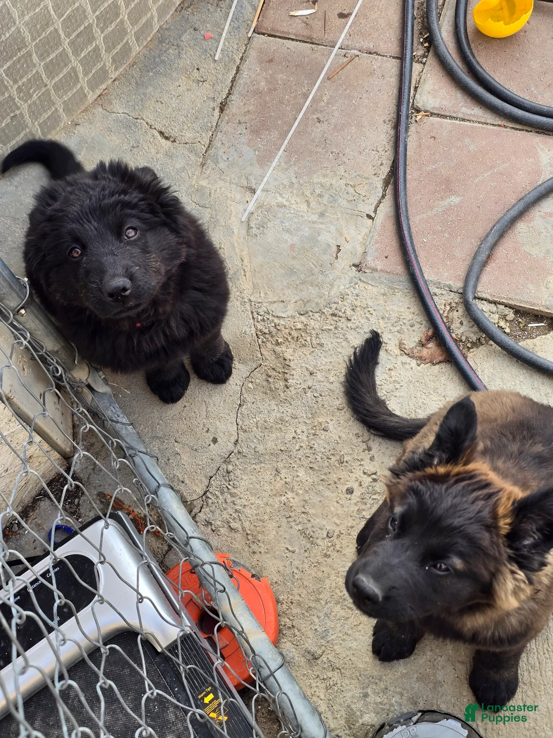 Mixed Breed dogs for sale: Mixed Breed Puppy 4 - Ad 2