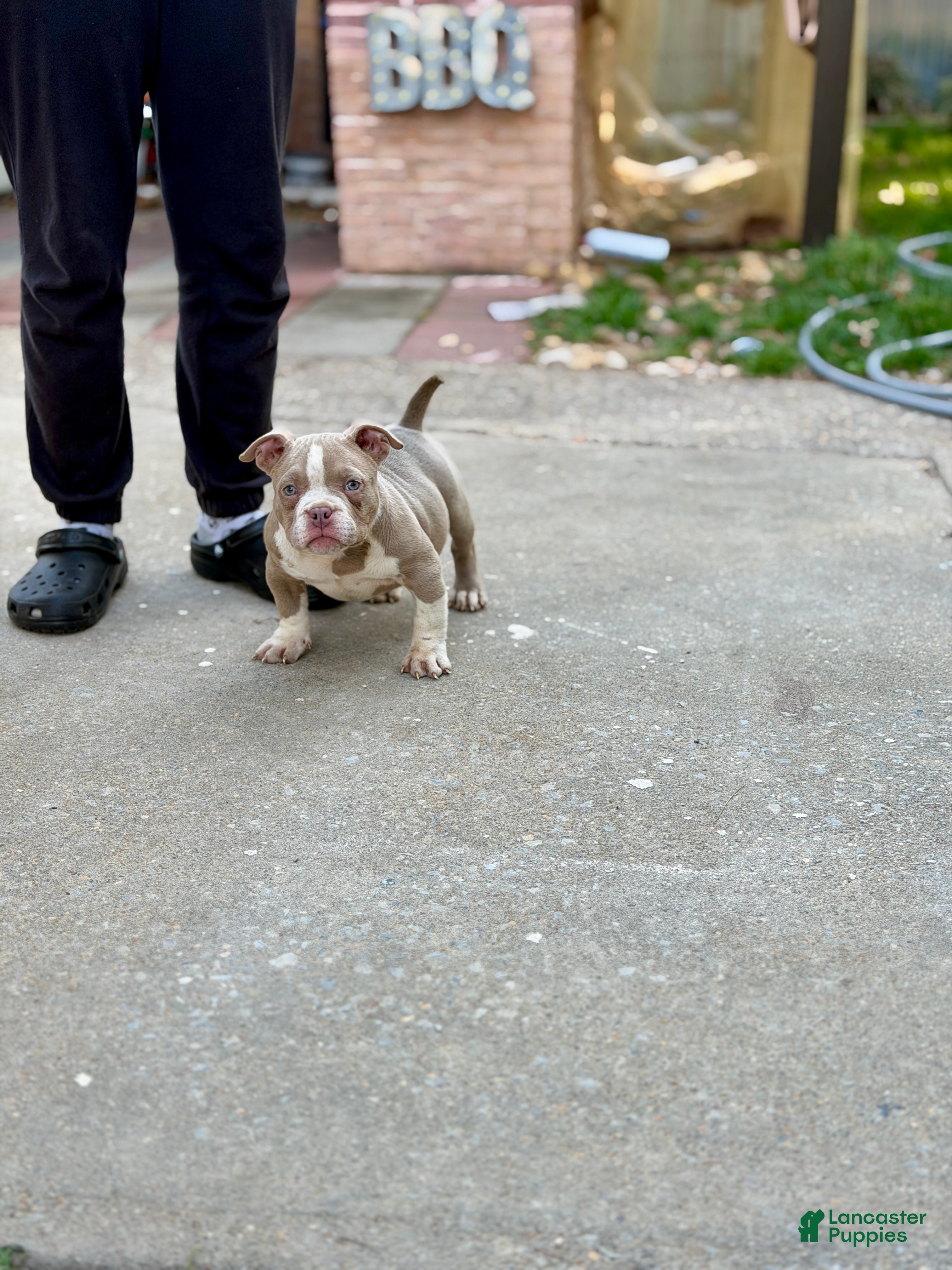 American Bully dogs American Bully Puppy 1 - Ad 30