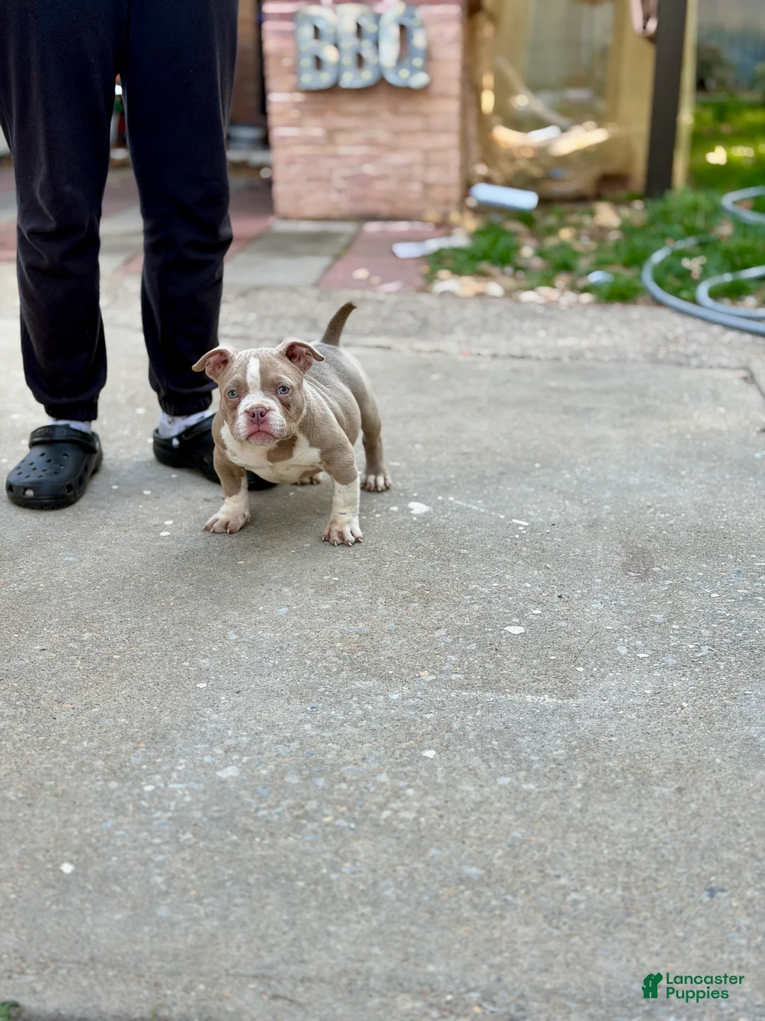 American Bully dogs for sale: American Bully Puppy 1 - Ad 1