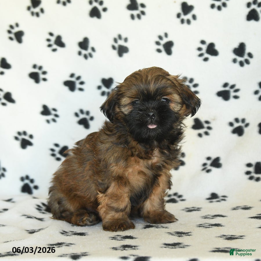 Shih Tzu dogs for sale: Teddy - Ad 2