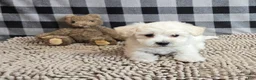Bichon Frise dogs for sale: Lilly - Ad 2