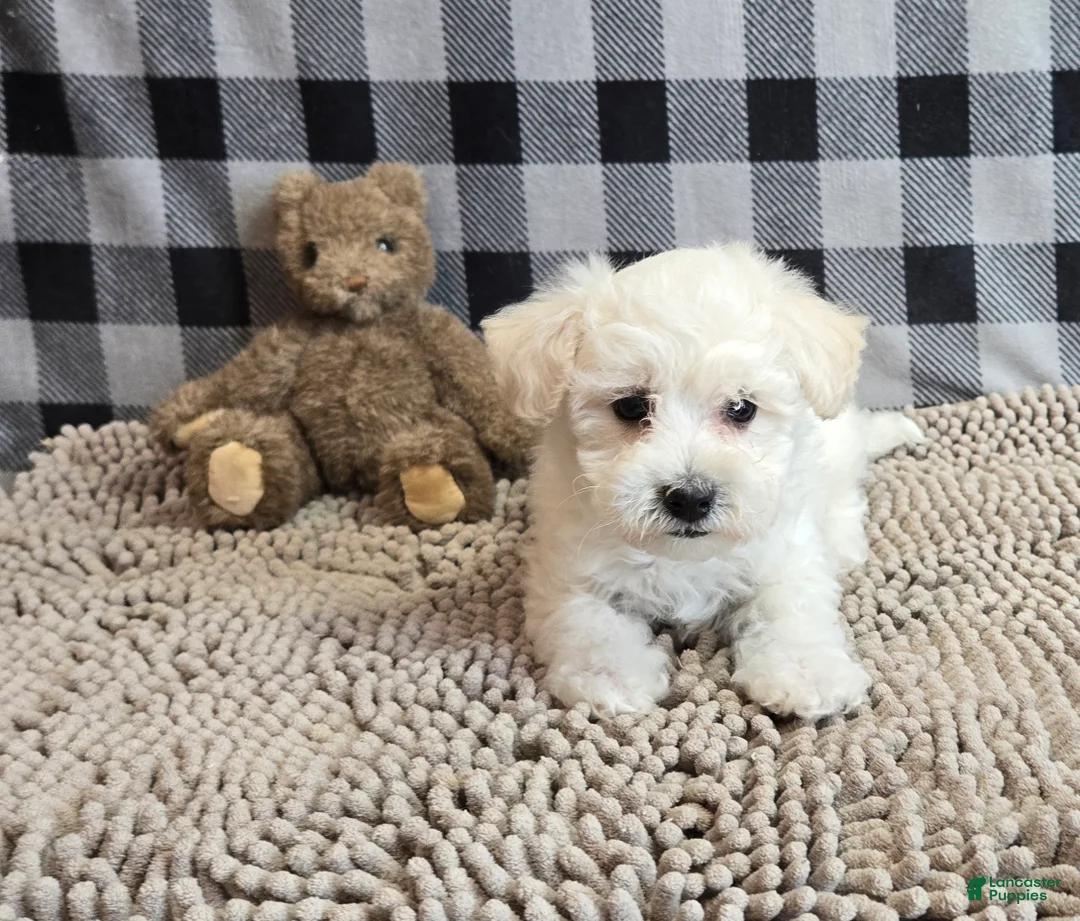 Bichon Frise dogs for sale: Lilly - Ad 2