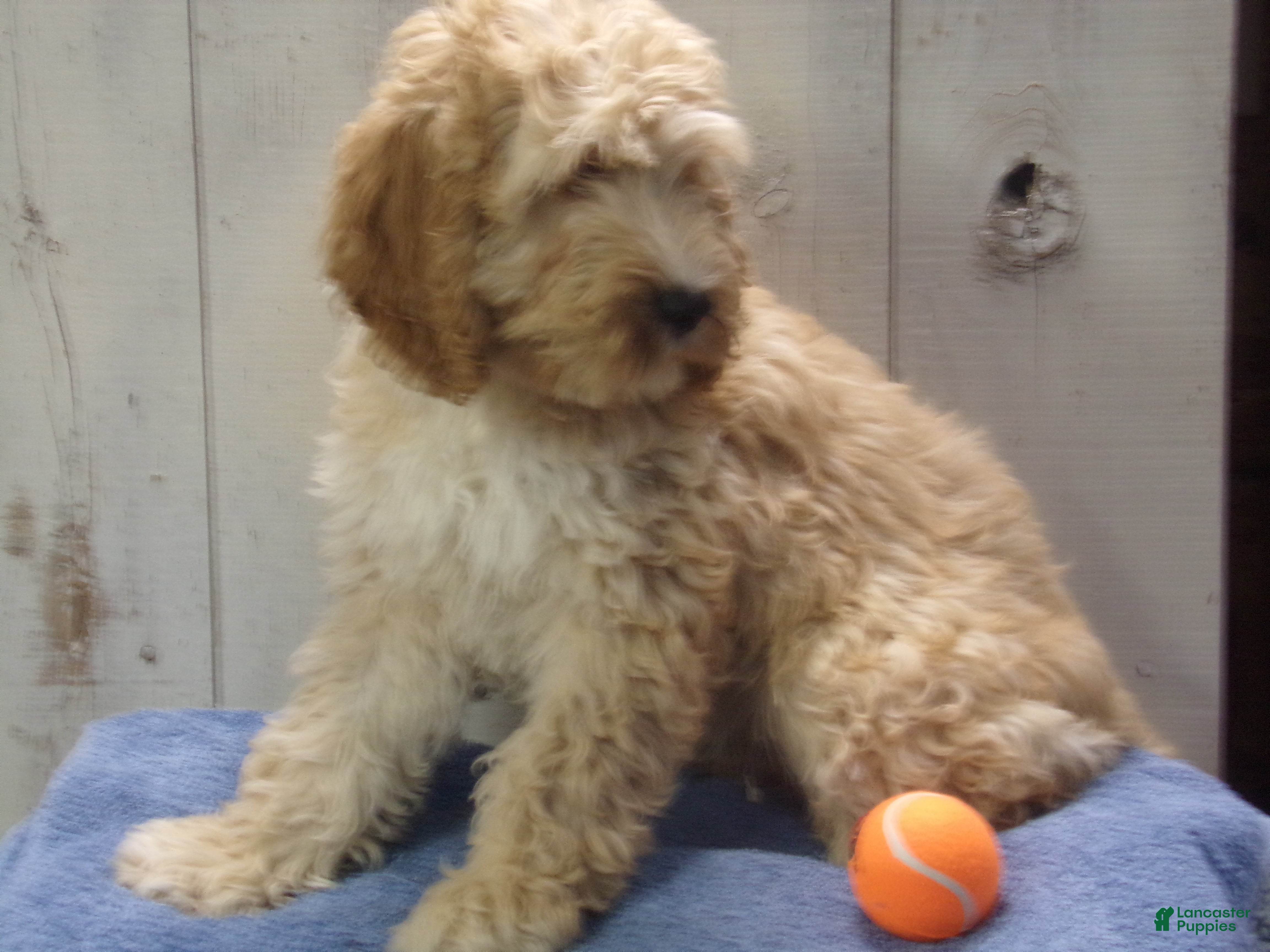 Cockapoo dogs Boone - Ad 10