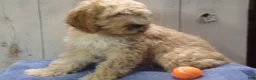 Cockapoo dogs for sale: Boone - Ad 1