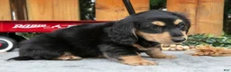 Miniature Dachshund dogs for sale: Chase - Ad 3