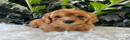 Mini Goldendoodle dogs for sale: Diego - Ad 5