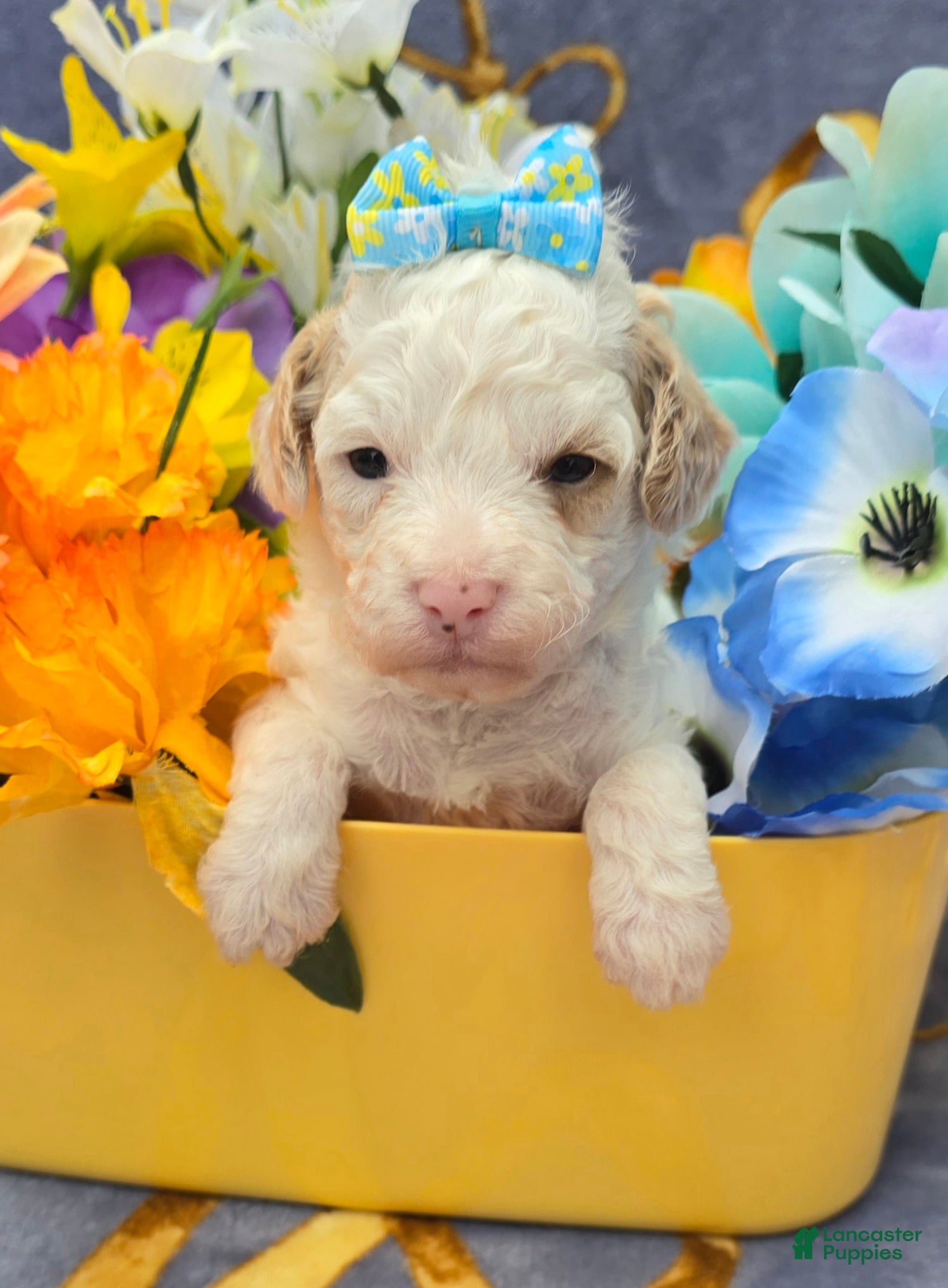Cavapoo dogs Coral - Ad 24