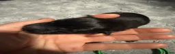Belgian Malinois dogs for sale: Green Collar - Ad 5