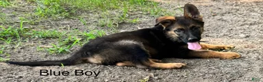 Blue Boy German Shepherd 