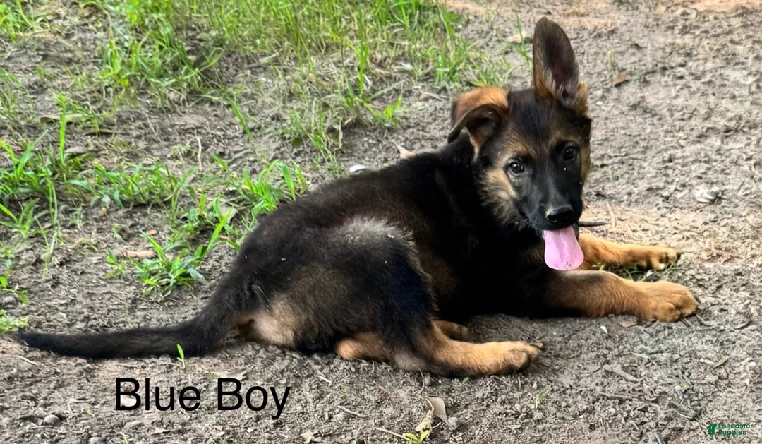 German Shepherd dogs for sale: Blue Boy German Shepherd  - Ad 1