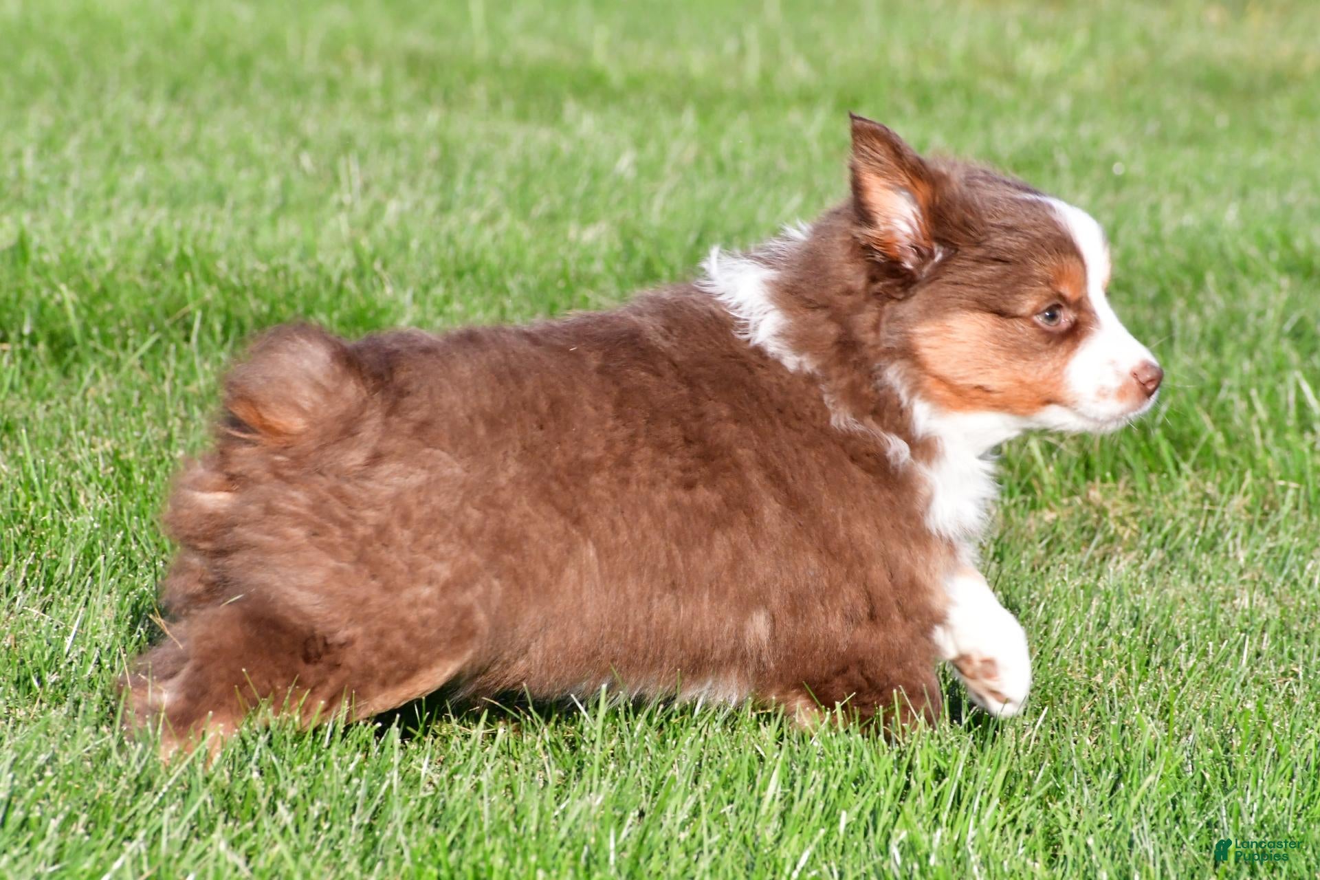 Miniature Australian Shepherd dogs for sale: Alex - Ad 2
