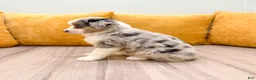 Miniature Australian Shepherd dogs for sale: Buddy - Ad 4