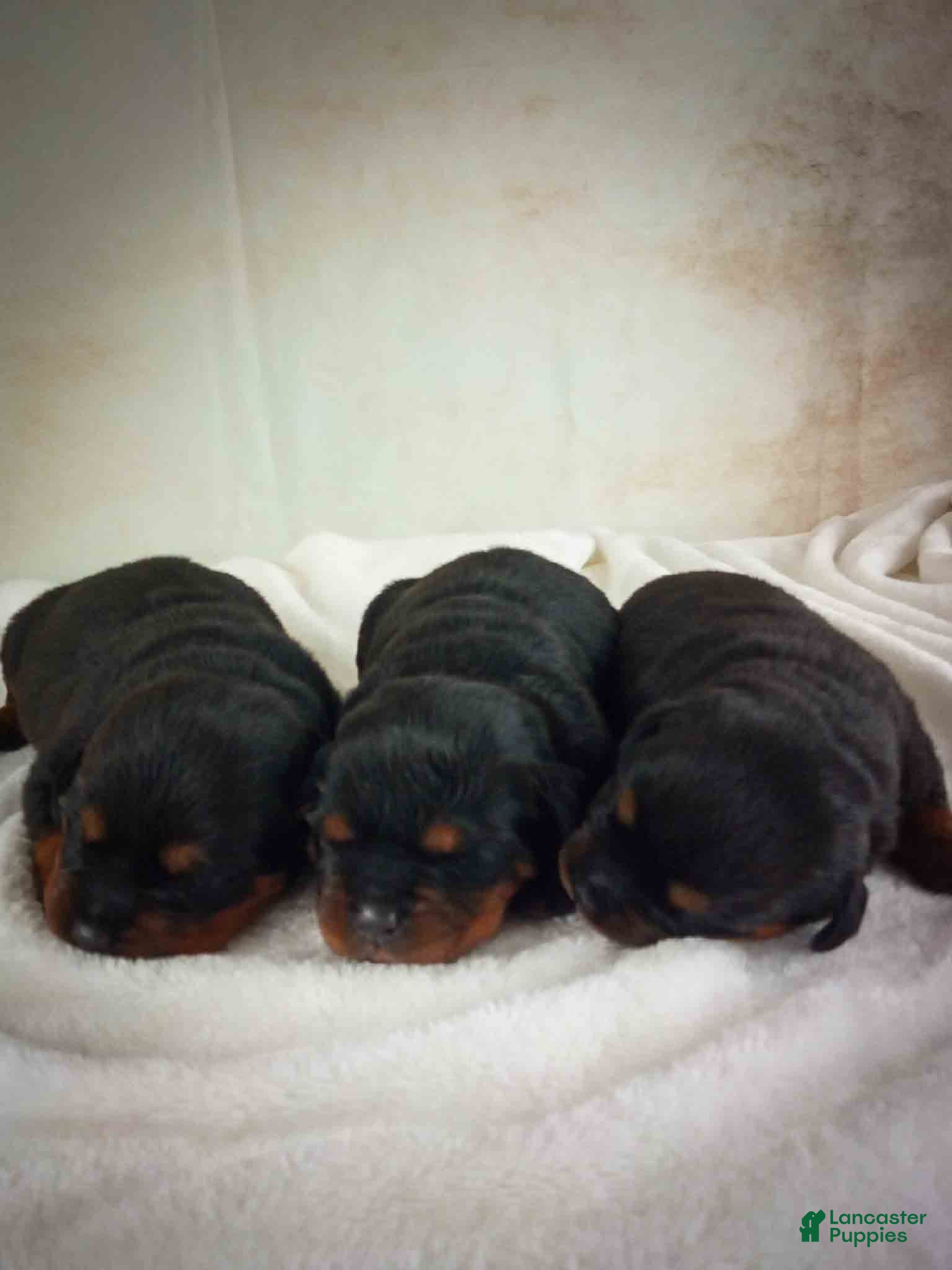 Rottweiler dogs Charlotte & Santos’ Puppies - Ad 1