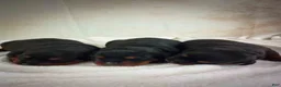 Rottweiler dogs for sale: Charlotte & Santos’ Puppies - Ad 1