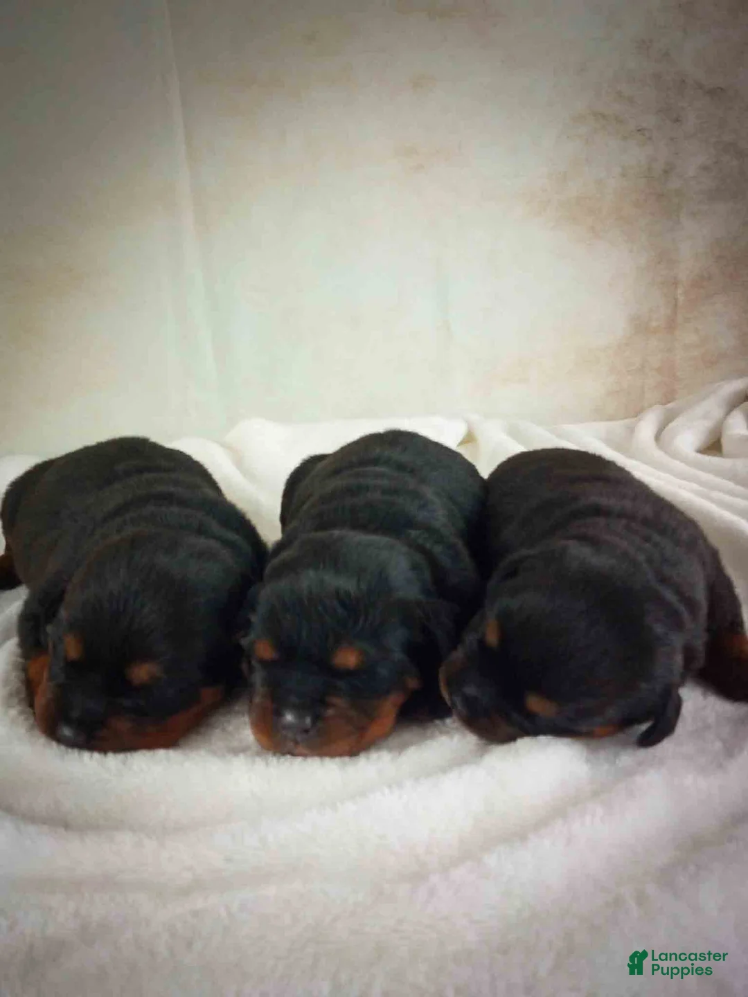 Rottweiler dogs for sale: Charlotte & Santos’ Puppies - Ad 1