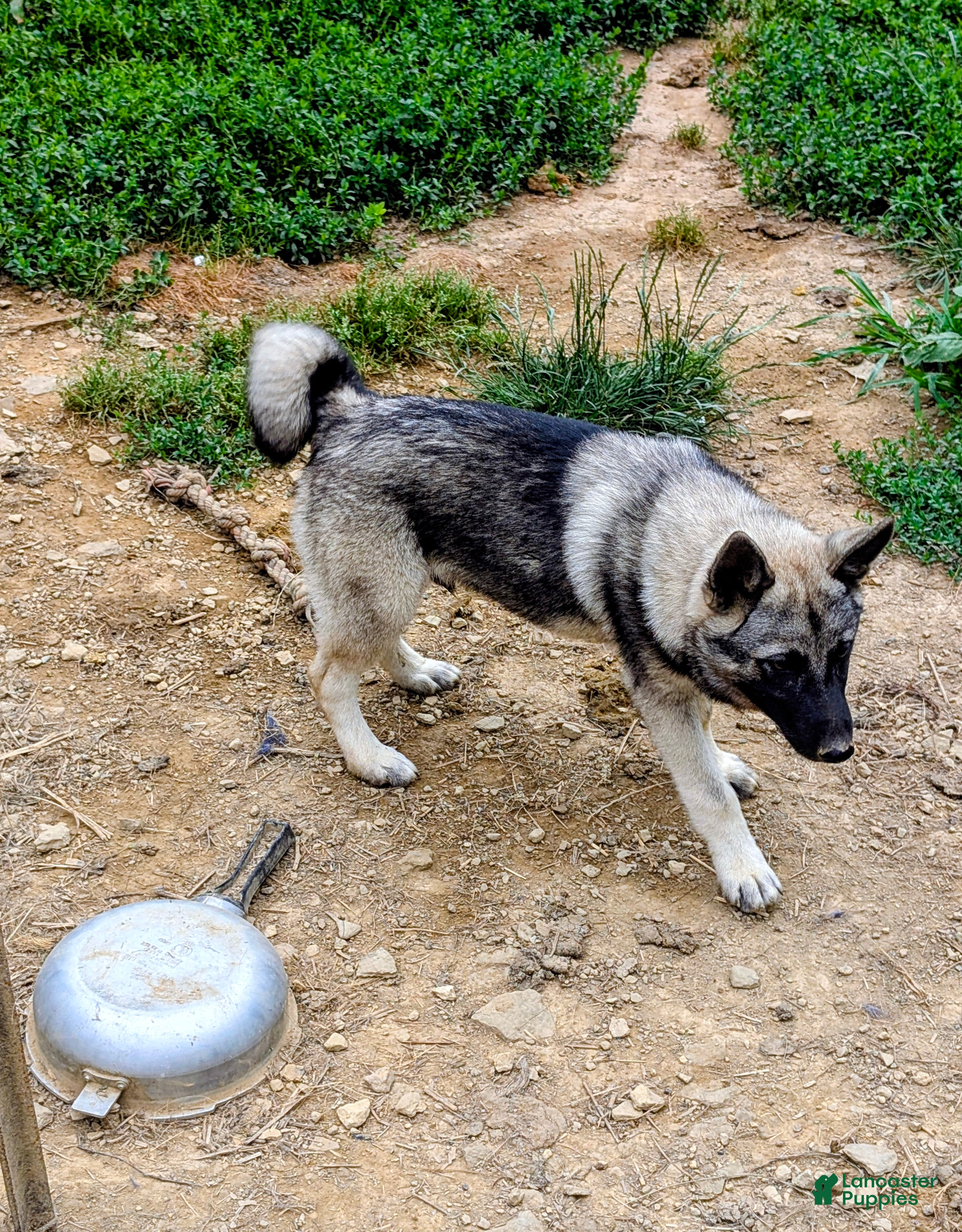 Norwegian Elkhound dogs RED COLLAR - Ad 2