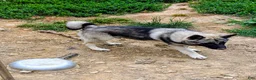 Norwegian Elkhound dogs for sale: RED COLLAR - Ad 2