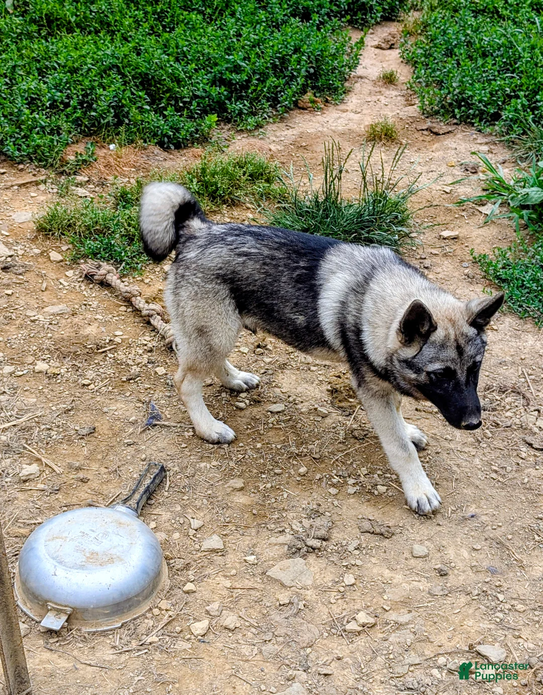Norwegian Elkhound dogs for sale: RED COLLAR - Ad 2
