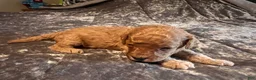 Cavapoo dogs for sale: Cavapoo 2 Green Collar - Ad 3