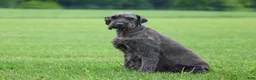 Giant Schnauzer dogs for sale: Renae - Ad 8