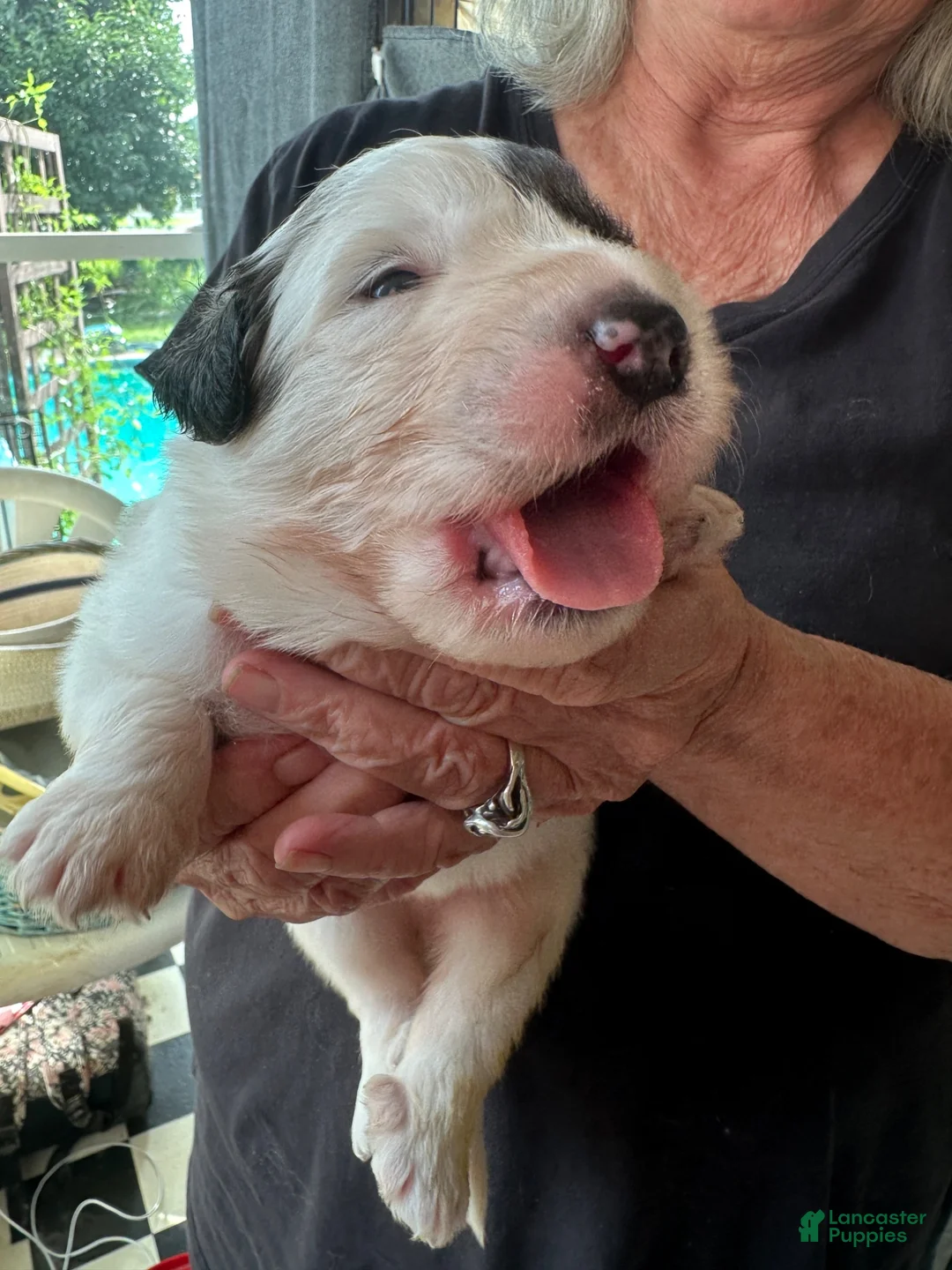 Great Pyrenees dogs for sale: Dill - Ad 2