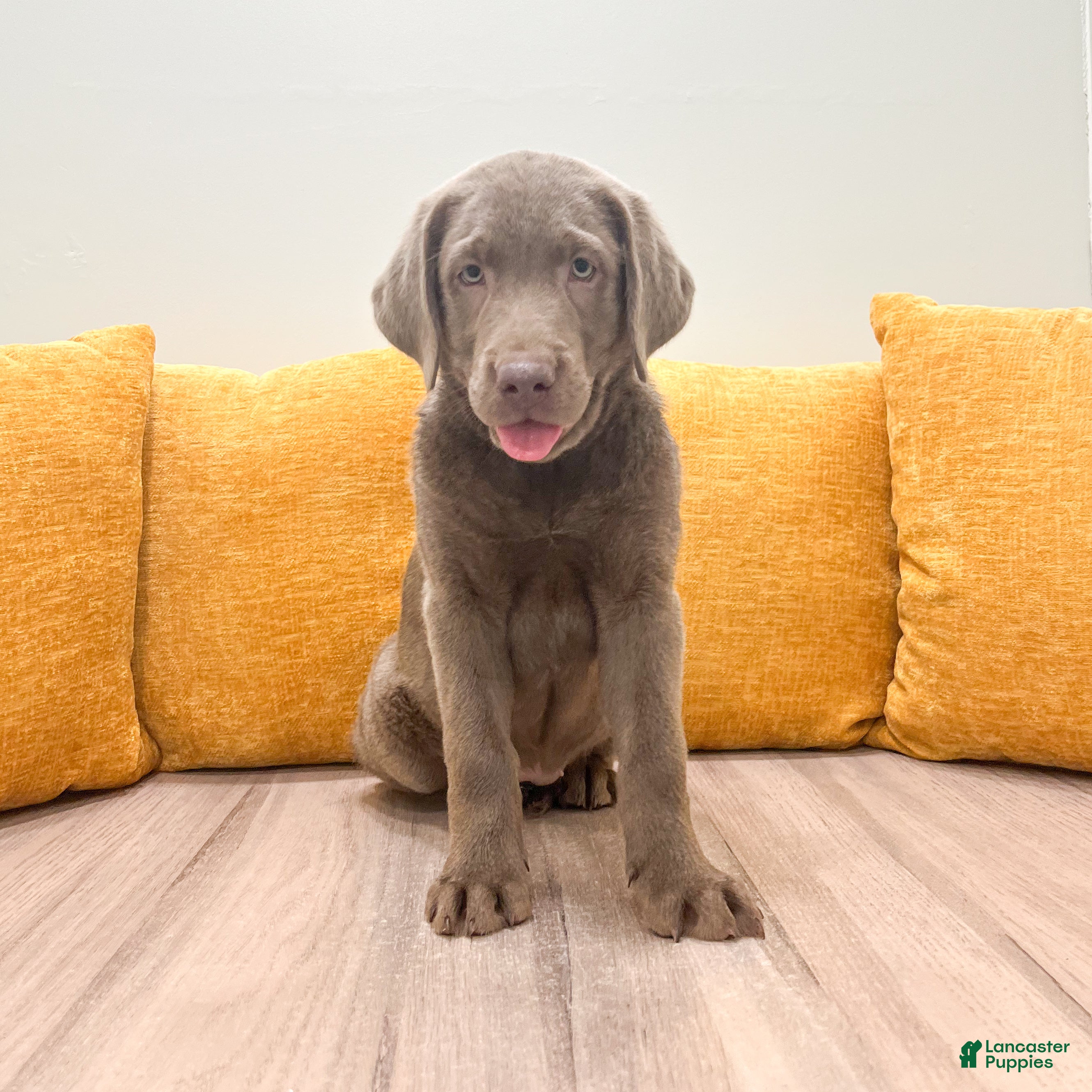 Labrador Retriever dogs Ridge - Ad 1