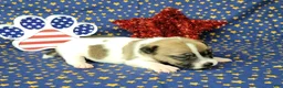 Jack Russell Terrier dogs for sale: Pyro CKC Reg male  - Ad 4