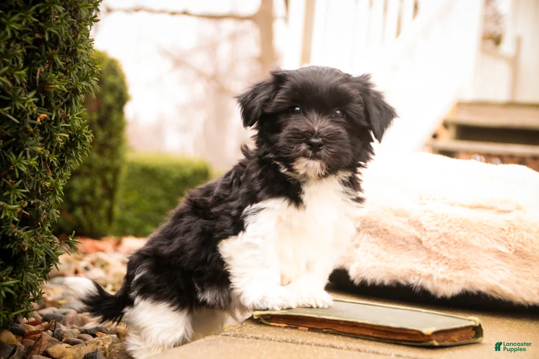Havanese dogs for sale: Oreo - Ad 5