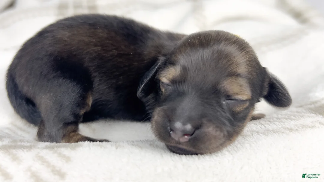 Miniature Dachshund dogs for sale: Sundae - Ad 1