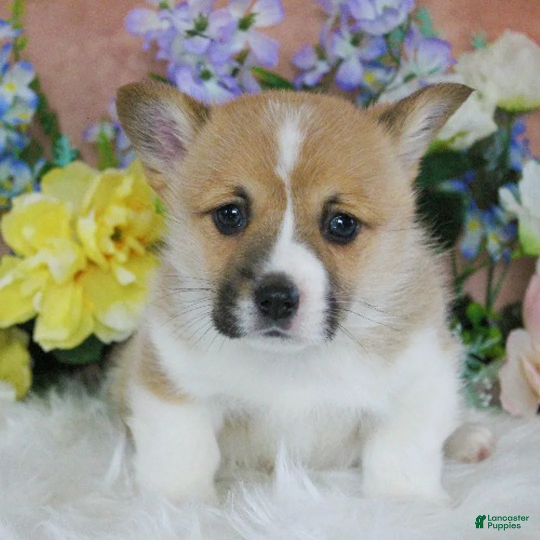 Welsh Corgi Pembroke dogs for sale: Bingo - Ad 1