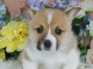 Welsh Corgi Pembroke dogs for sale: Bingo - Ad 2