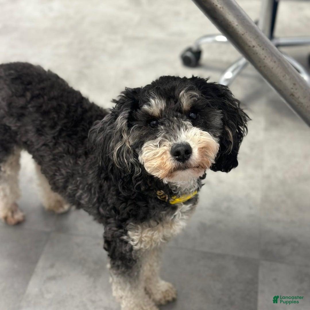 Gallery Image {{count}}